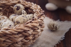 Перепелиные яйца – диетический продукт