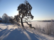 В Национальный реестр старовозрастных деревьев включены три дерева Кировской области