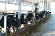 О поддержке семейных животноводческих ферм в Рязанской области