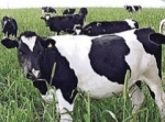 Итоги года в молочном скотоводстве 