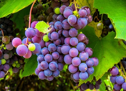 В Крыму возродят виноградники