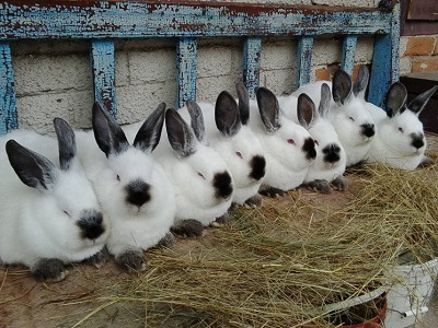 Как разводить кроликов на даче