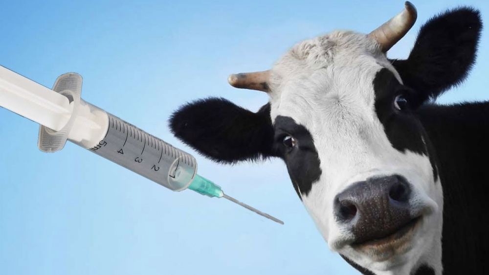 Вакцинация крупного рогатого скота