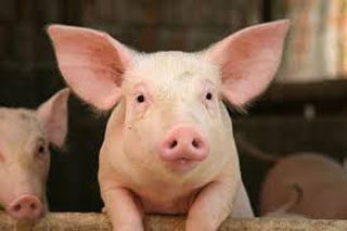 Вологодская область: В Грязовецком районе разводят породистых свиней
