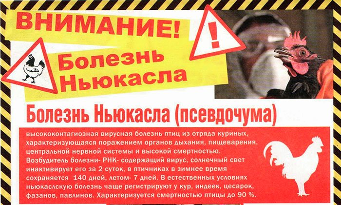 Опсность возникновения болезни Ньюкасла на территории Безенчукского района!