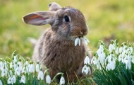 Поголовье кроликов в России растет