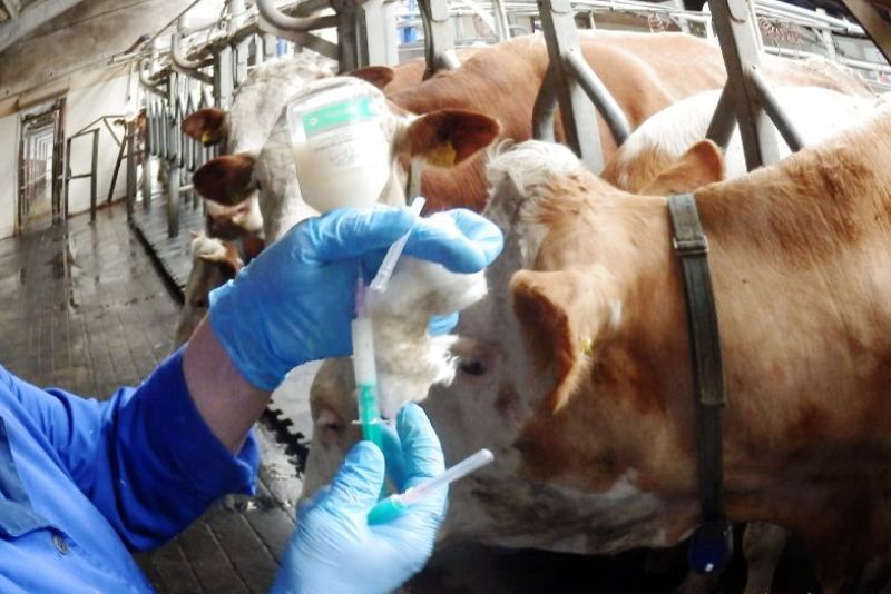 Объявление о проведении осенних ветеринарных противоэпизоотических мероприятий крупного рогатого скота
