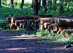 Поправки Федерального агентства лесного хозяйства 