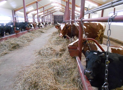В Кировской области получен наибольший по России прирост производства молока
