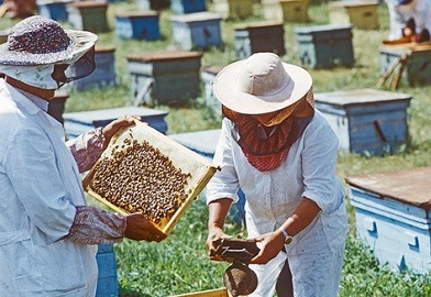 В Госдуму внесен законопроект о защите пчел от пестицидов