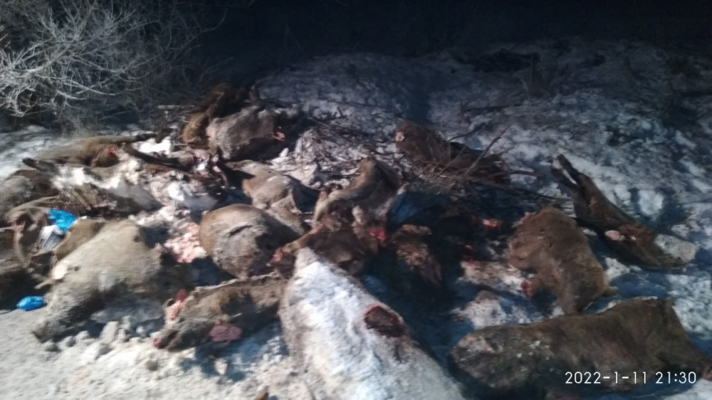 На территории Волжского района установлен факт гибели свиней, инфицированных вирусом африканской чумы