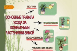Помогаем комнатным растениям зимой
