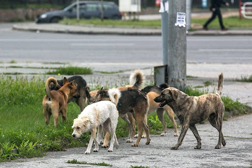 Объявление о сроках отлова бесхозных животных на территории Кущевского сельского поселения