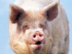 Крестьянам Волгоградской области заплатят полтора миллиона компенсации за убитых свиней