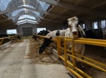 На Ставрополье будут  развивать мясное и молочное скотоводство