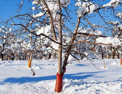 Как защитить зимой плодовый сад от грызунов
