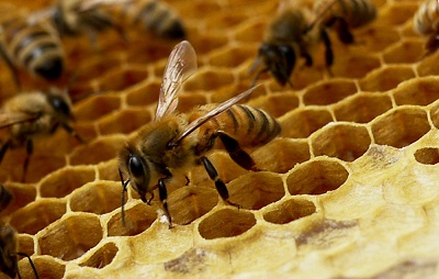 О законе о пчеловодстве
