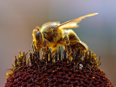Что будет с человечеством, если вымрут пчёлы?