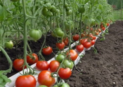  Высаживаем рассаду томатов вовремя