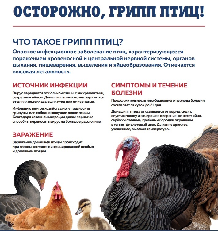 Внимание! Оричевская районная станция по борьбе с болезнями животных информирует. На территории Кировской области зарегистрировано 6 очагов высокопатогенного гриппа птиц 