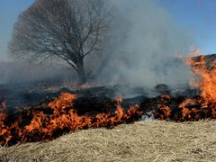 Сжигание сухой травы под запретом