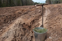 В Кировской области восстановят леса на площади 37 тысяч гектаров