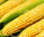Сельхоз товаропроизводители Липецкой области рассказали об опыте выращивания кукурузы на зерно