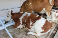 Пермский край: В Кунгурском районе подключена к электроснабжению ферма по разведению крупного рогатого скота