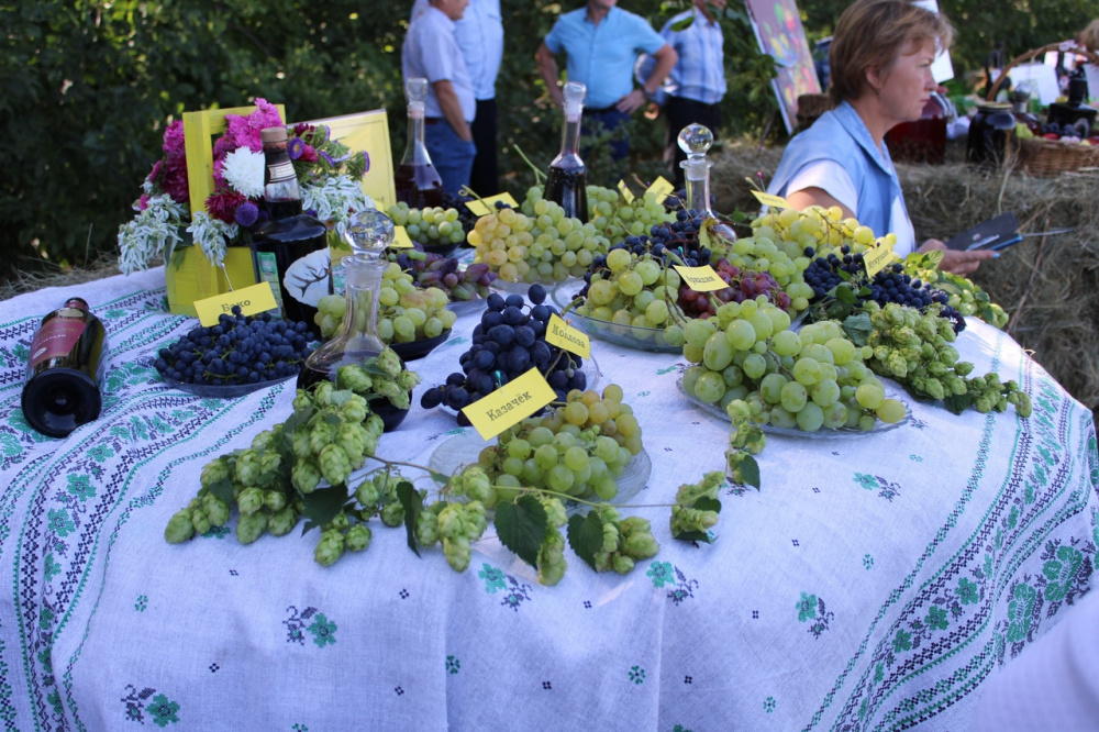 31 августа в селе Лозовое прошёл первый в области фестиваль винограда.