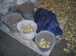 Как правильно сажать картофель, чтобы получить высокий урожай?