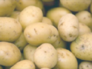 В Калининградской области увеличилось производство товарного картофеля