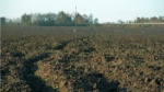 В Калининградской области растут сельхозплощади