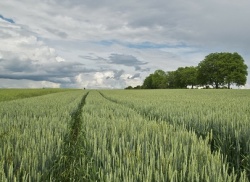 Россельхознадзор осуществляет государственный земельный надзор на землях сельхозназначения в соответствии с новым порядком