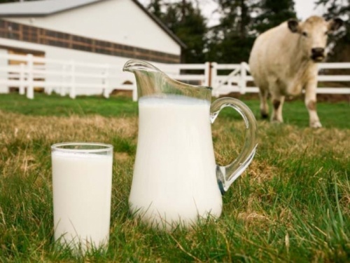 Закупочная цена сырого молока в РФ упала ниже уровня 2014 года