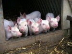 В Тамбовской области утвердили программу по предупреждению заноса и распространения африканской чумы свиней на территории региона в 2014-2016 годах