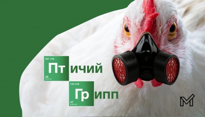 Мероприятия по профилактике гриппа птиц
