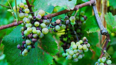 Бактериальное увядание винограда 