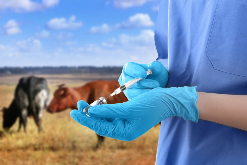 Ветеринарные противоэпизоотические мероприятия крупного рогатого скота