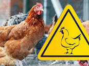 Адамовское райветуправление информирует: Об опасности распространения высокопатогенного гриппа птиц 