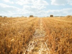 В Ростовской области собрали повышенный урожай зерновых культур