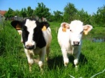 В Тверской области планируют увеличить поголовье племенного скота