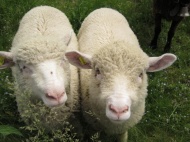 На Ставрополье принята программа развития овцеводства