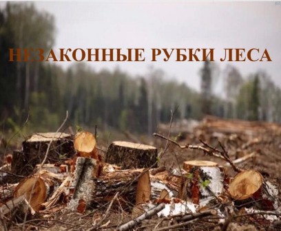 Незаконная рубка лесных насаждений - уголовная и административная ответственность.