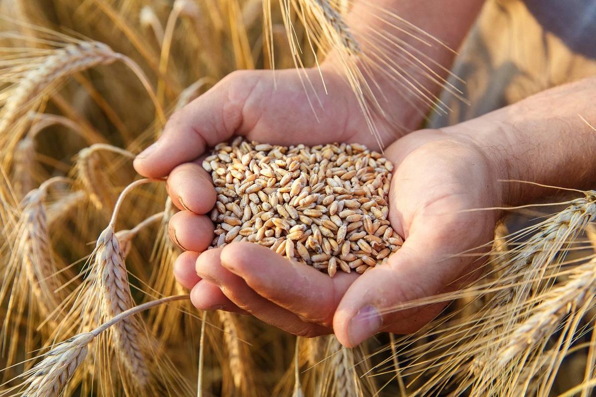 Филиал ФГБУ «Россельхозцентр» по Ростовской области: Оценивать качество зерна будут по-новому