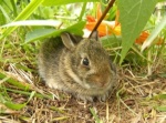 В России выведут новую породу кроликов