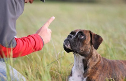 Рекомендации ветеринарного специалиста. Как же отучить собаку грызть вещи?
