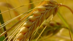 Тамбовская область готова стать зерновым донором 