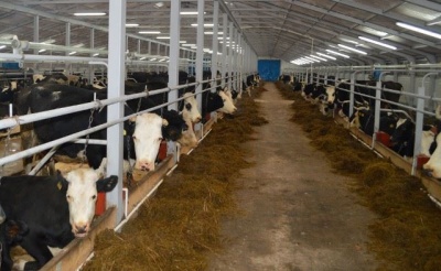 Костромские производители мяса и молока откроют новые цеха по переработке собственного сырья