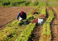Костромская область получит финансовые средства на поддержку растениеводства и животноводства