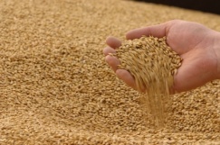 Минсельхоз США: объем экспорта пшеницы из России сократится на 10%